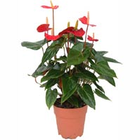 Anthurium Pot Plant